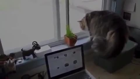 Almost Cat fight