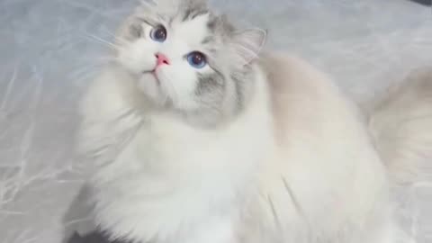 Beautiful cat video