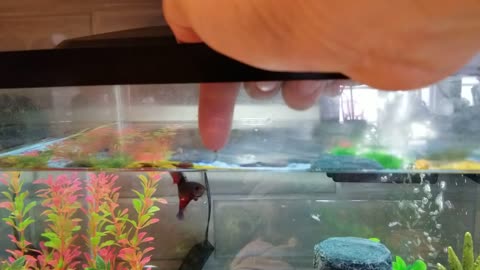 Beta Fish jumping to eat food.
