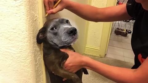 WORLD BEST FUNNIEST🤣 Dog vs men 🤣 funny video> Don't Try Laughing 🤣 clips