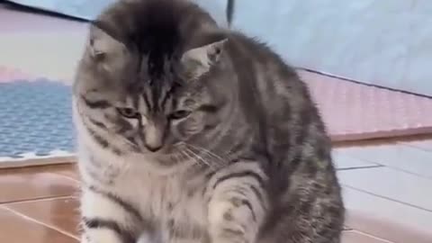 #cutecat animals funny moments#viral funny#trend funny#epicmoment
