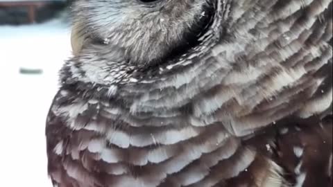 owl#snow