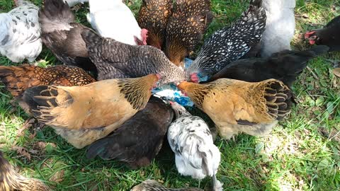 Birthday cake chickens