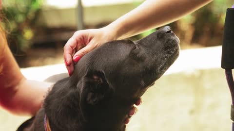 Petting Dog Slow-Mo