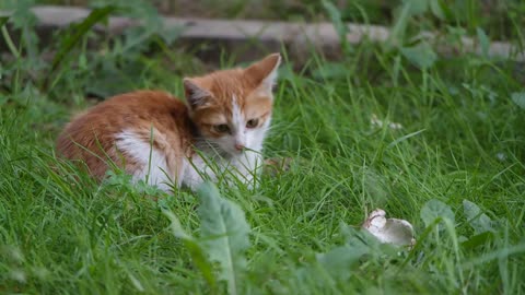 A Cat Kitten Resting And Trying To Catch Insect In The Grass
