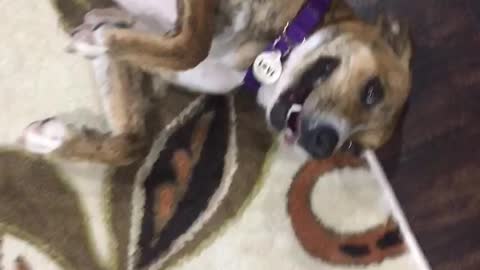 Charming Pooch Plays Dead To Avoid Bedtime