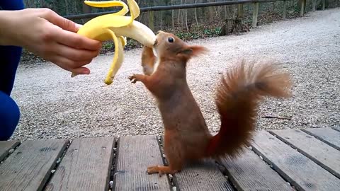 Hungry Squirrel Eats a Banana