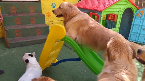 Silly Doggos Having Fun At The Doggie Daycare