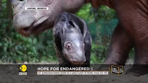 A story of hope_ Rare Sumatran rhino born in Indonesia _ WION Climate Tracker