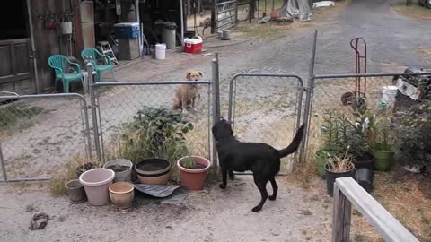 his friend come inside to play Farm dog opens gate to let