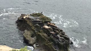 Seals in La Jolla, Ca.