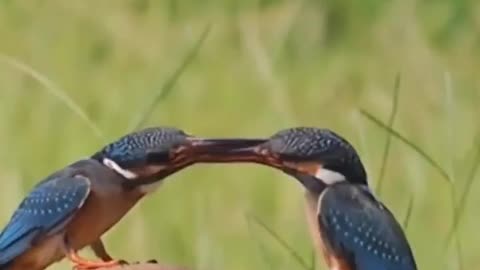 Little Birds Beak to Beak Meeting