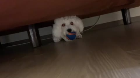 Funny puppy underneath the sofa