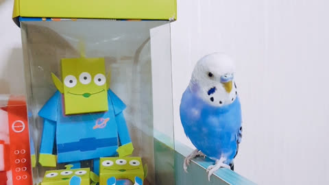 My cute budgerigar blue