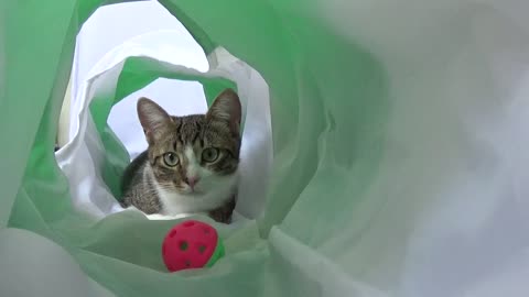 Hello Hooman, what R U Doin' in the Cat Tunnel