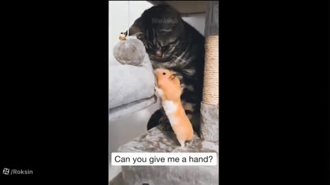 Funny video of cats| Helping the cat to the mouse 😅