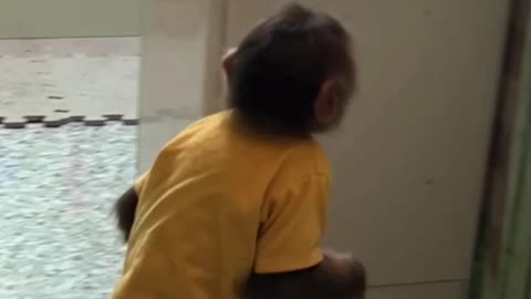 So funny ! Clever cuties monkey steals mom's fruit