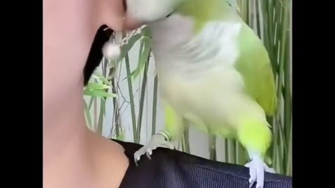 Funny parrot