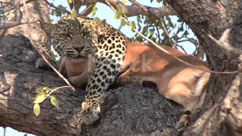 A powerful tiger with its prey on a tree