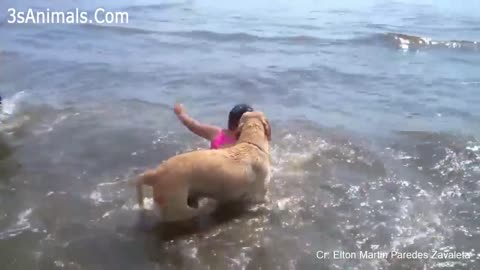 Hero dog saving
