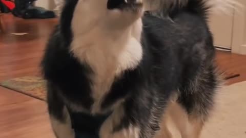 Funny Dog Video 🐶 Cute Dog Video