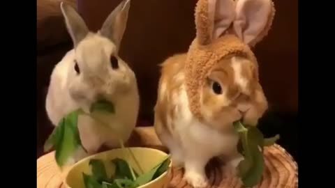 2 Rabbits Eat watercress