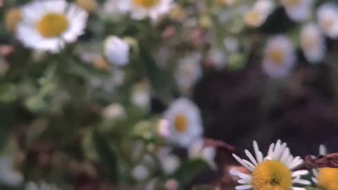 macro of chamomile