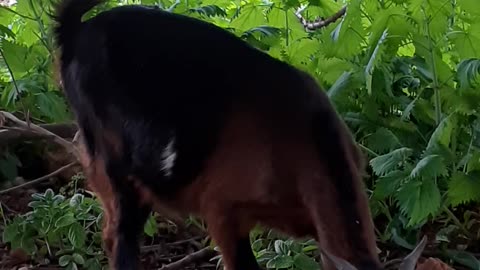 Little capricorn sees the grass