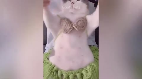 Funny Cat Vibing Dancing Maori Vidéo and Kittens Animals Compilations