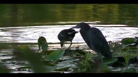 Wild Birds Beautiful Nature Scene