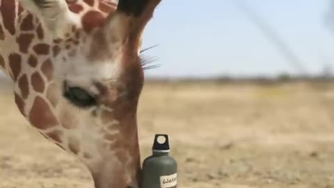 Giraffe vs Elephant fight for water