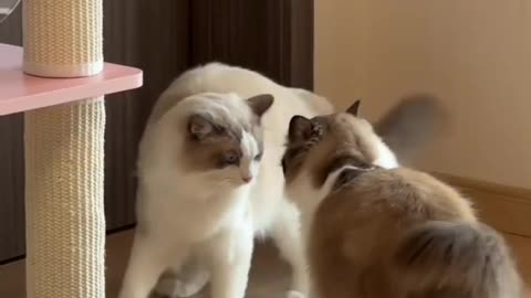 Funny cats fight scenes