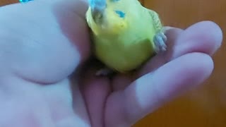 Budgies want to escape outside the house