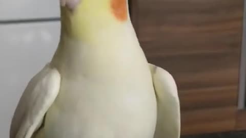 Funny Cockatiel Videos #shorts - Comic Parrot Shorts - Lovely Bird Video