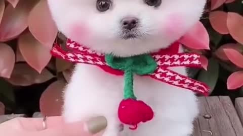 Cute puppy funny puppy video looking so cute and beautiful