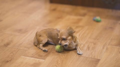 Longhaired chihuahua dog plays very funny with a green chestnut. Slow motion