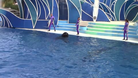 Dolphin-Days-Full-Show-at-SeaWorld-San-D_13.mp4