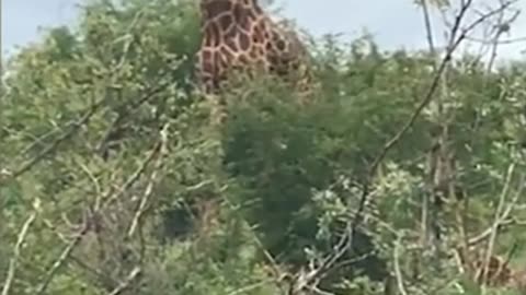 Giraffe Knocks Out Rival and is Confused_HD