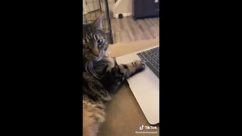 Funny animal videos #Funny cats dogs 2024 #happy pets