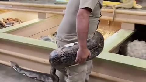 man with giant anaconda on his back