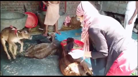 Rescued calf jumps in happiness