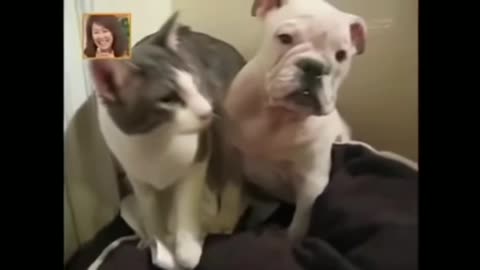 Angry Cat VS funny dog