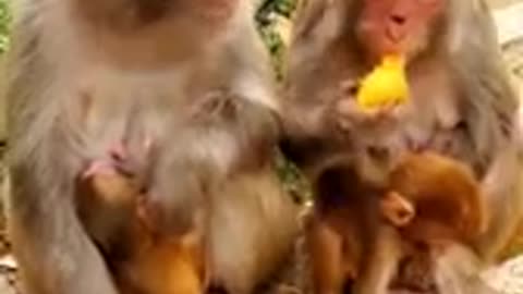 Cute monkey videos baby 😍 Funny Monkey Baby 😍 Newborn Monkey baby