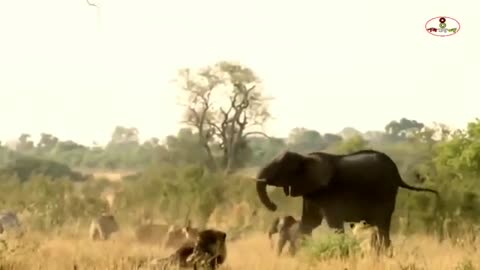 Lion vs Elephant ( can Elephant protect her child ) ?