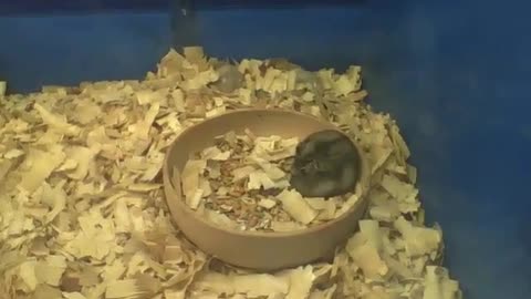 Hamster anão preguiçoso comendo dentro da tigela e enchendo sua barriga [Nature & Animals]