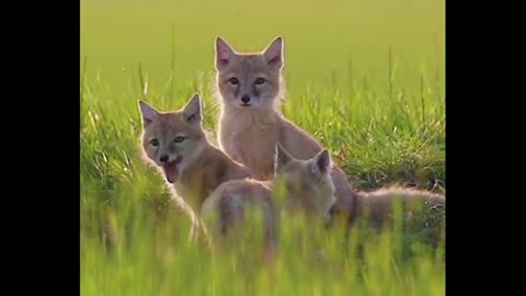 Happy childhood of little sand fox