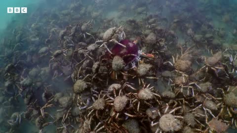 Will Robot Spider Crab Be Able To Protect Crab From Stingray?