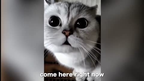 Cute Cats funny talking 🤣