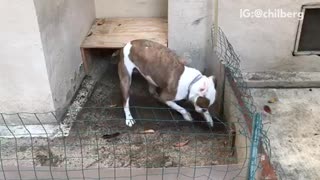 Brown and white dog jumps over small fence over red brick wall and digs hole and runs around