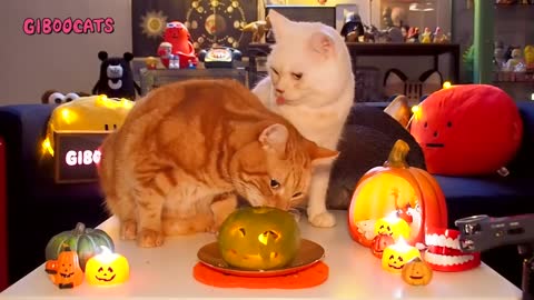 Halloween eating pumpkin spit hair on the spot